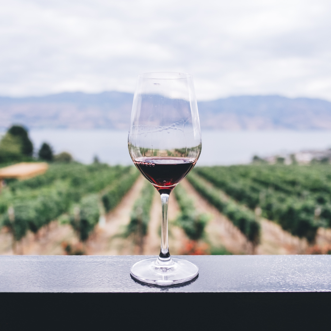 Vendimias: El Mejor Panorama para los Amantes del Vino
