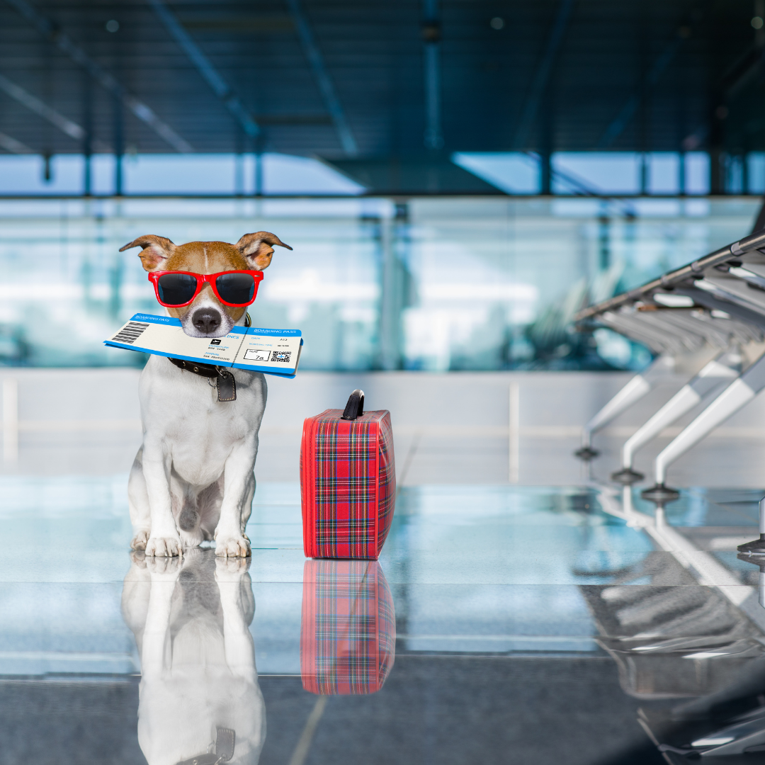 ¡Tú primer viaje en avión! 5 cosas que SÍ y 5 que NO debes hacer