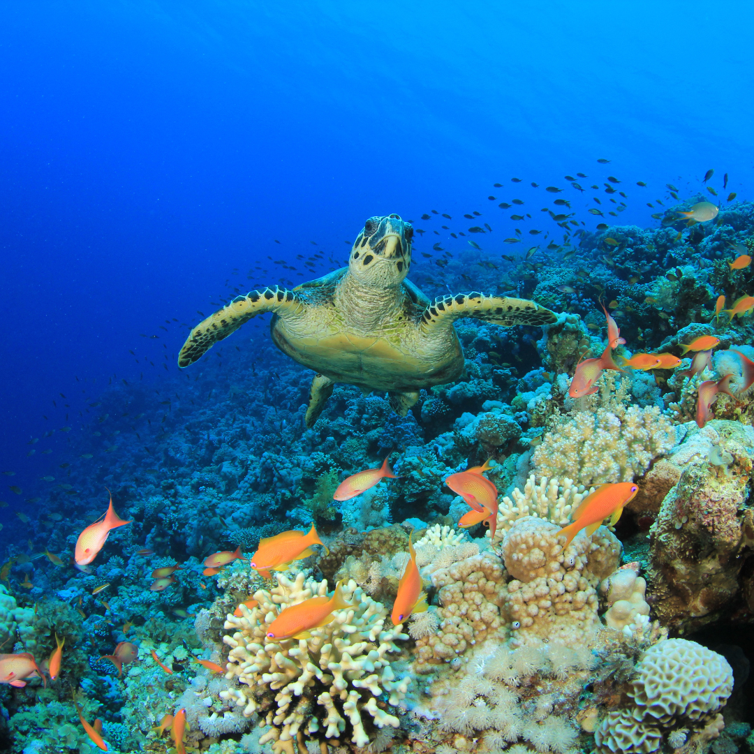 10 mejores Destinos para Explorar la Biodiversidad